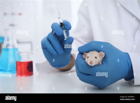 Image result for Using Lab Rats for Testing