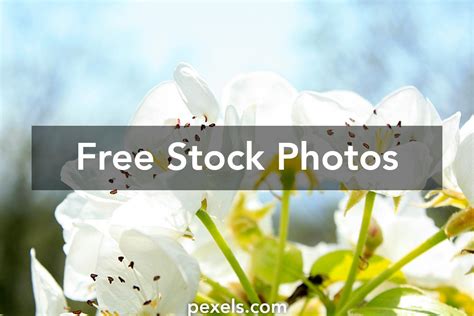 Apple Explained 的图像结果