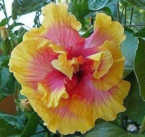 Getflix Kifayati Hibiscus Rosa Healthy Live Flower Indoor Pot Plant ...