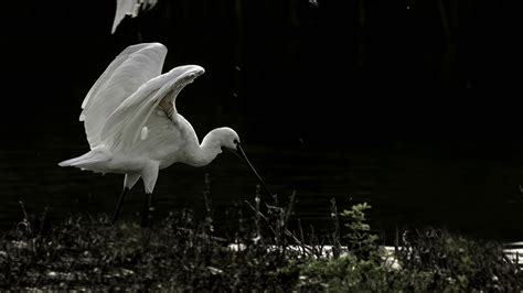 Download wallpaper 1920x1080 herons, birds, wings, wildlife full hd ...