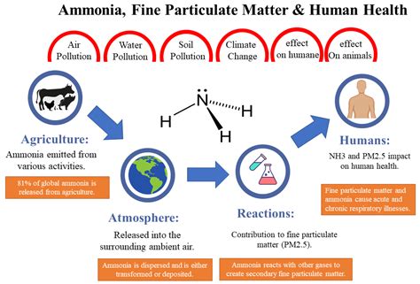 What Are The Hidden Effects Of Ammonia In The Body