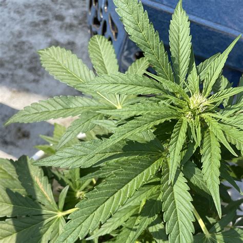 Image result for Alien vs Triangle Strain