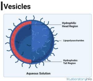 Vesicles Cell 的图像结果