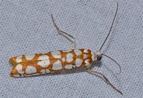 Insect Pests