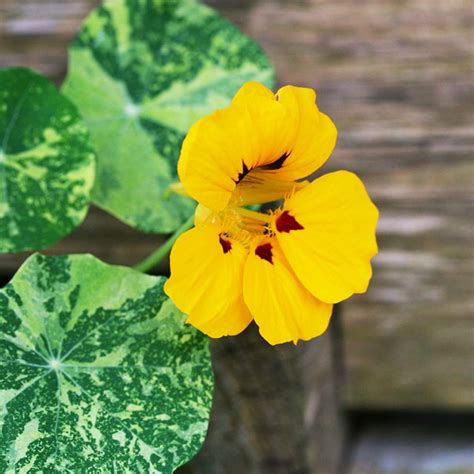 Experience The Flavors of Spring with Fresh Edible Flowers – Roger's ...