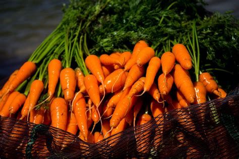 Slimy Carrots - Has My Carrot Gone Bad? Explained