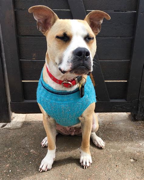 Pitbull Great Dane Mix - The Loyal Dog Breed That Good As A Family Dog