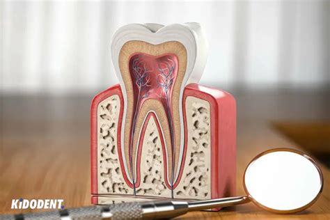 Image result for Pulp Extraction Tooth