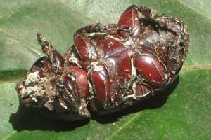 Eco-friendly Management of Coconut Pests | ICAR