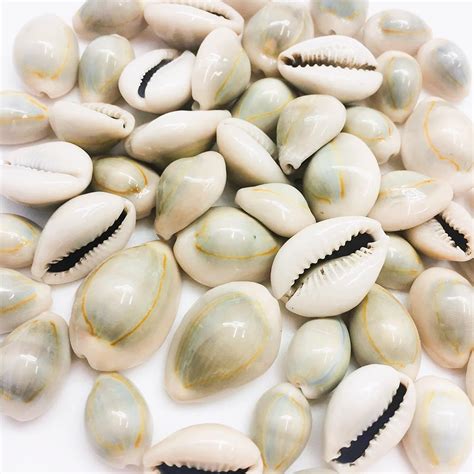 Buy USR Store Kodiya for Pooja, Laxmi Peeli Kodi Yellow Shells Stone ...