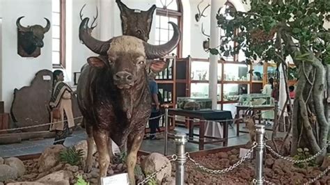 பல்லி முட்டை முதல் யானையின் எலும்புக்கூடுகள் வரை... கோவை ...