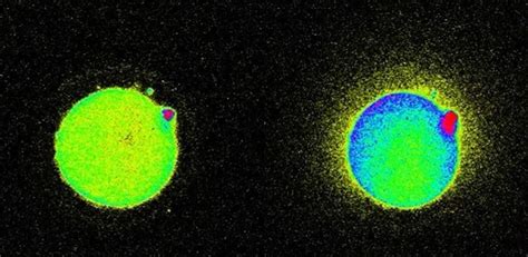 Image result for Conception Light Flash