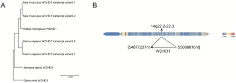 WD Repeat and HMG Box DNA Binding Protein 1: An Oncoprotein at the Hub ...