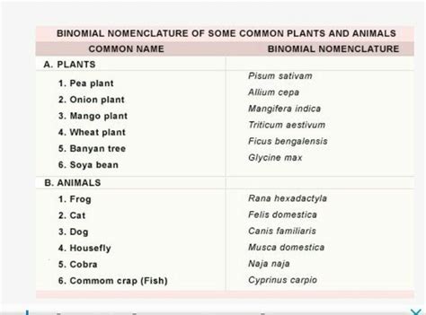20 scientific names of plants and animals - Brainly.in