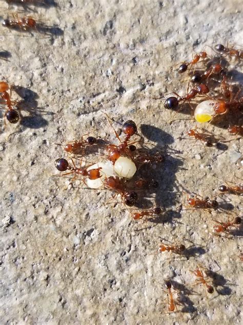 15 Types of Red Ants (Pictures And Identification)