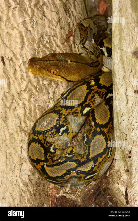 Image result for Reticulated Python On a Tree