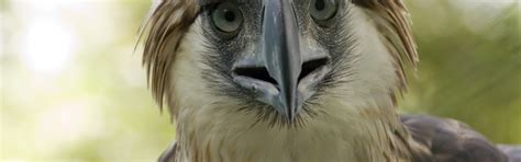 Download wallpaper bird, Philippine-Eagle-, monkey eater, section ...