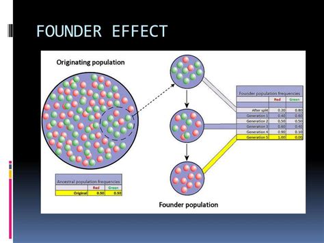 Image result for Genotype Example