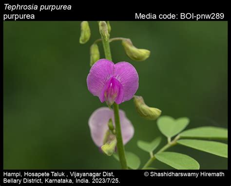 Tephrosia purpurea | Butterfly