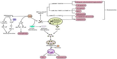 The Role of Hypoxia-Inducible Factor-1 Alpha in Renal Disease