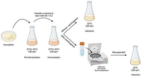Maximization of the Minicircle DNA Vaccine Production Expressing SARS ...