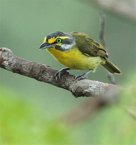 Slaty-capped Shrike-Vireo (Slaty-capped) - eBird