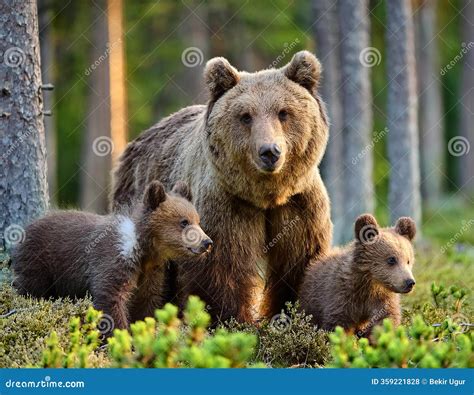 Female Eurasian Brown Bear And Her Cubs In Boreal Forest. Stock Image ...