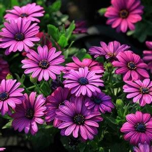 Lorvox Osteopermum Mixed Color Flower Seed Price in India - Buy Lorvox ...