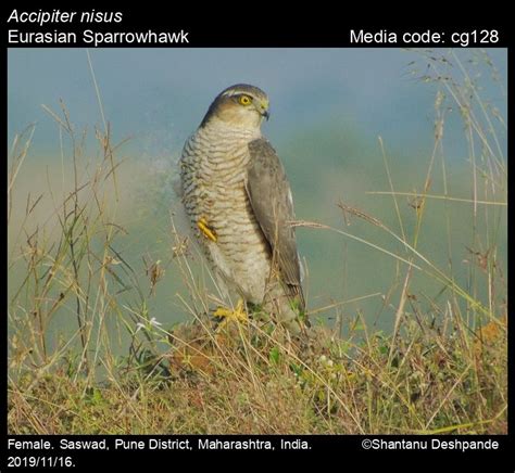 Accipiter | Birds