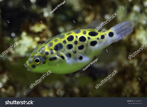 Green Spotted Puffer Fish Tank