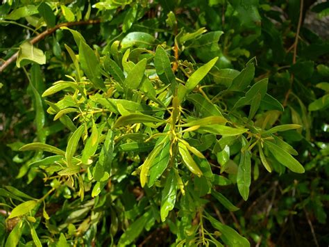Wax Myrtle Plant