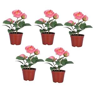 Kuber Industries Artificial Plants for Home D?cor|Natural Looking ...