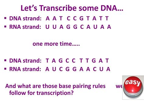 Image result for RNA Structure and Function