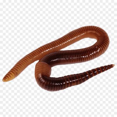 Worm Lizards PNG Clipart Background - Pngsource