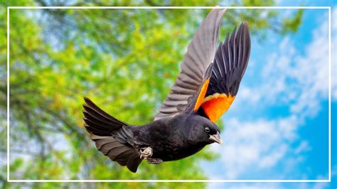 What Bird Has Orange And Black Feathers at Neal Marquez blog