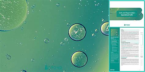 Cell Organisation Lesson 4: Specialised Cells | Beyond