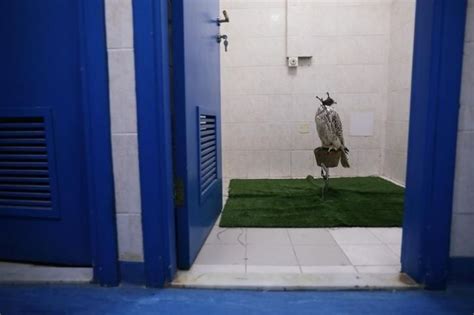 A Sneak Peek Inside The World's Largest Falcon Hospital In Abu Dhabi