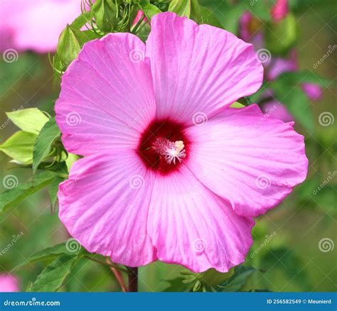Hibiscus is a Genus of Flowering Plants in the Mallow Family, Malvaceae. Stock Image - Image of ...
