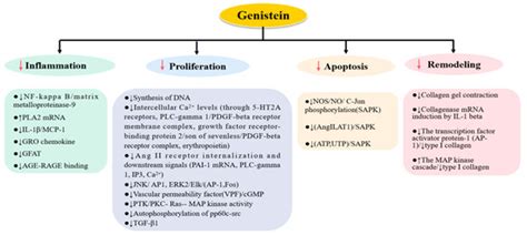 Effects of Genistein on Common Kidney Diseases