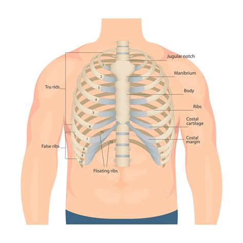 Chest Anatomy