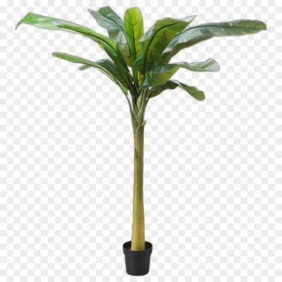 Banana Tree No Background Isolated PNG - Pngsource