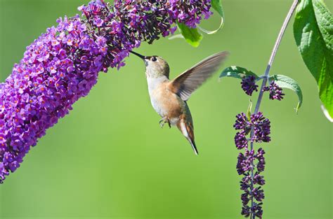 Hummingbirds Favorite Flowers Names
