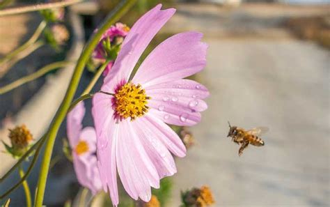 蜂疗有什么害处及副作用？ - 蜂毒 - 酷蜜蜂