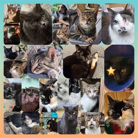 Pet Food Distribution- Operation Noel, First Christian Church ...