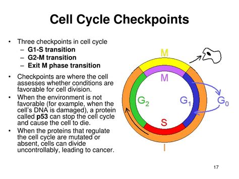 Cell Cycle Checkpoints 的图像结果