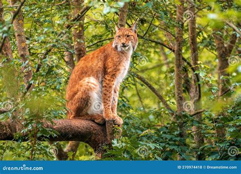 One Handsome Lynx Hides in Colorful Spring Forest Stock Photo - Image ...