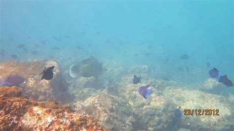 NETRANI ISLAND (2026) All You Need to Know BEFORE You Go (with Photos ...