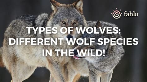 Image result for Wolves Types