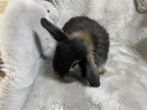 Hasen Kaninchen Kleinanzeigen | Hasen Kaninchen Annoncen | Hasen ...