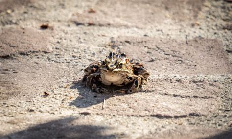 Image result for Frog Jumping Contest